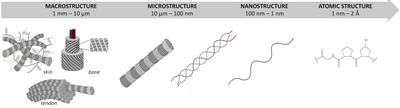 Mimicking the Hierarchical Organization of Natural Collagen: Toward the Development of Ideal Scaffolding Material for Tissue Regeneration